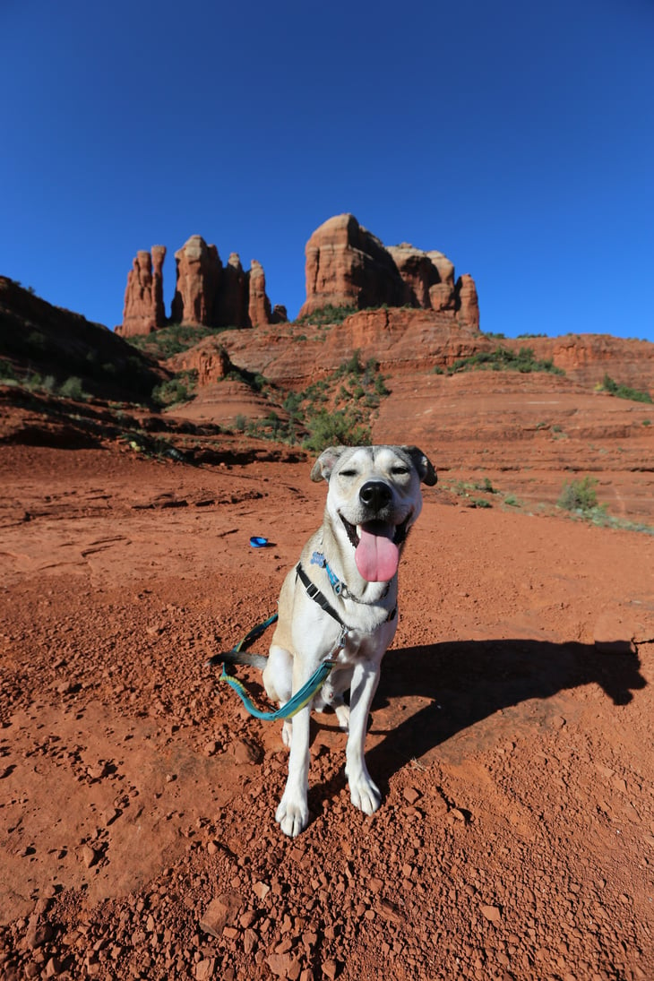 Dog Hiking in Sedona